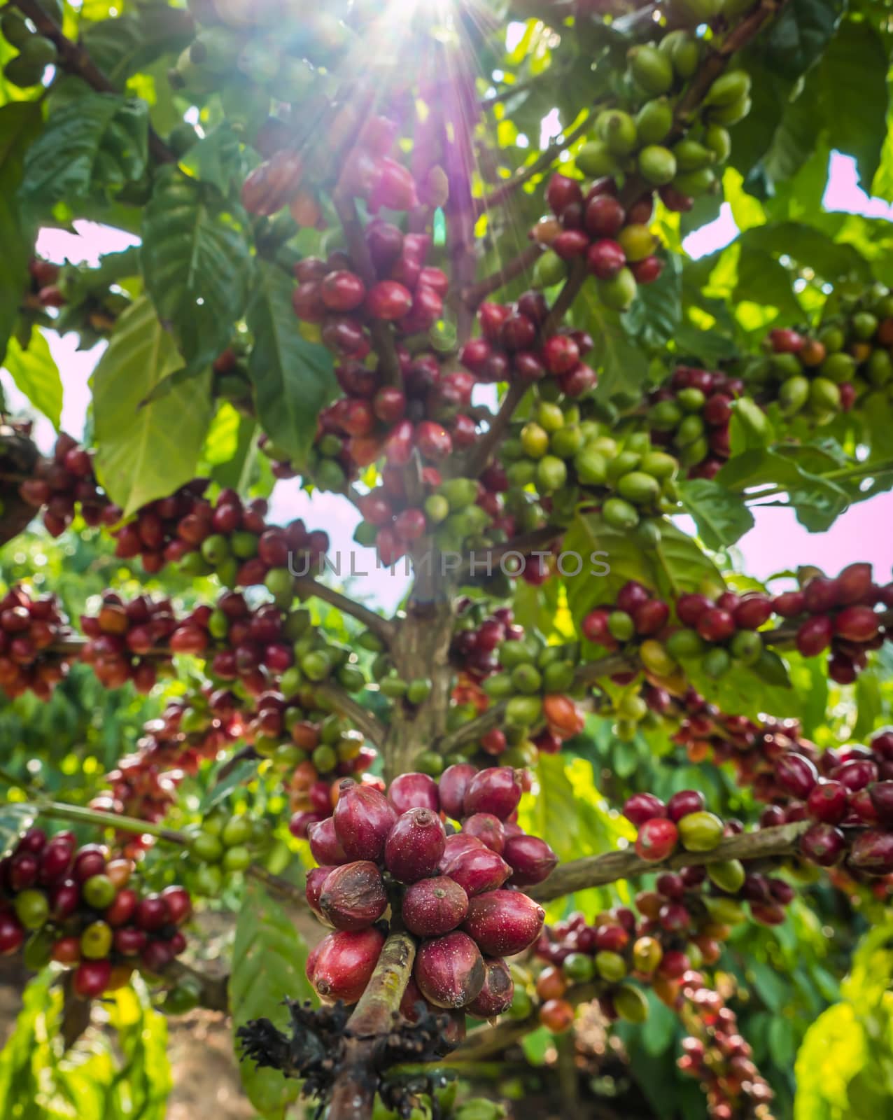 pure red bunch of coffee seeds in a plantation almost nearing harvesting and sunray.