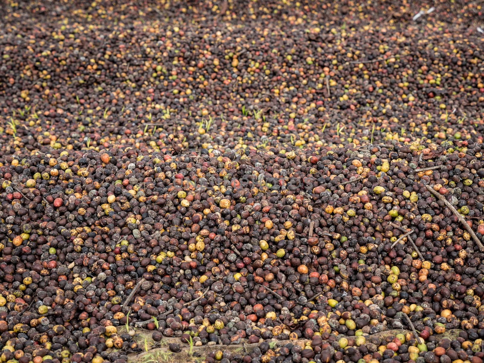 Coffee beans drying in the sun before process. by lavoview