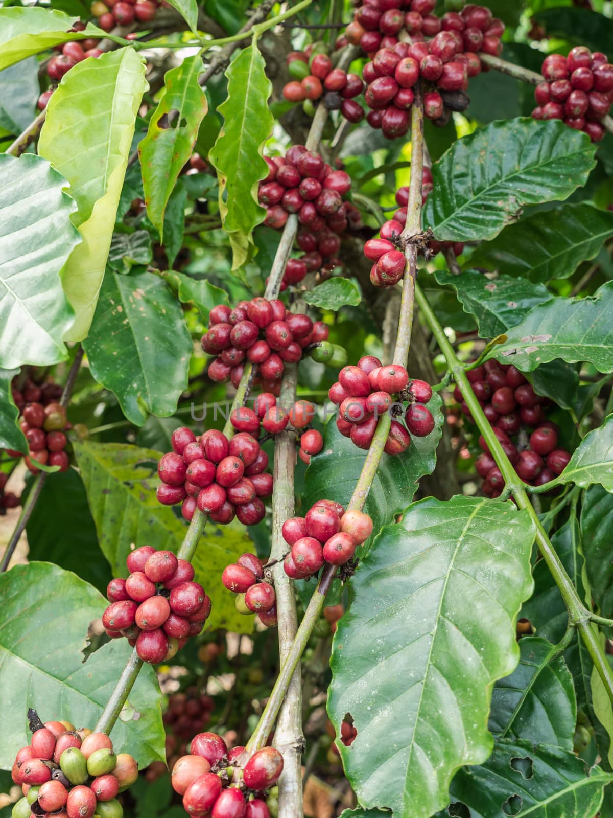 Coffee seeds in a plantation, Thailand. by lavoview