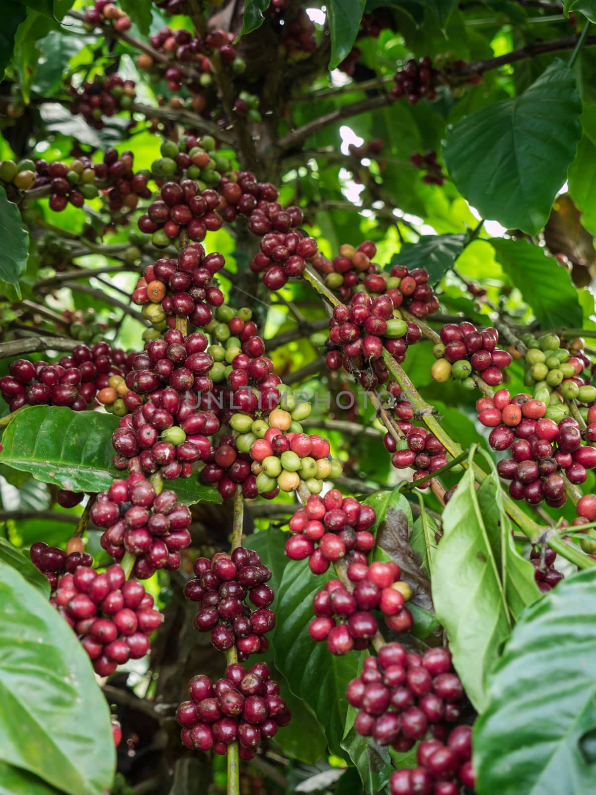 Coffee seeds in a plantation, Thailand. by lavoview