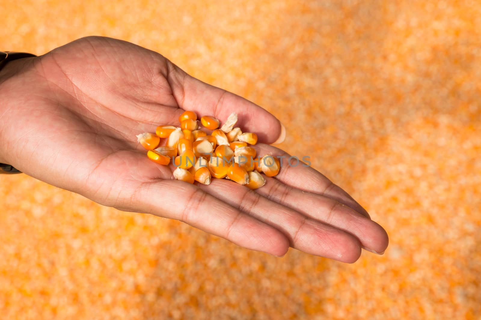 man hands with grain, on yellow corn background