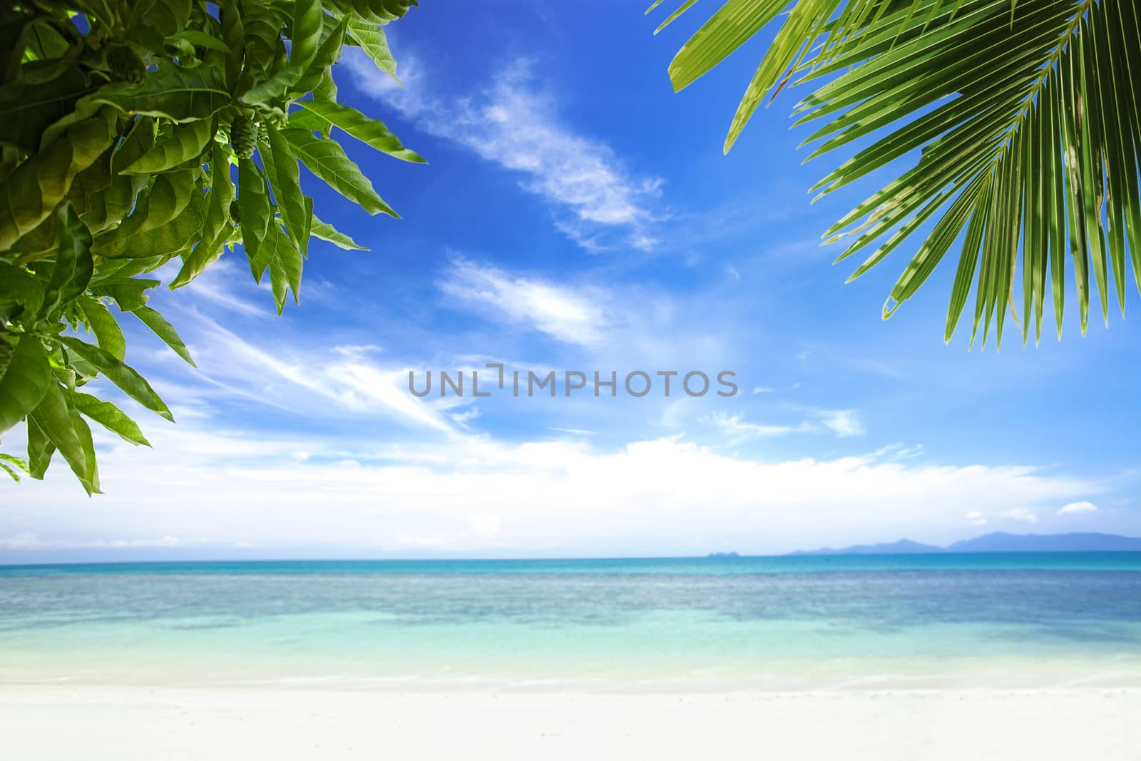 View of nice tropical  beach  with some palms