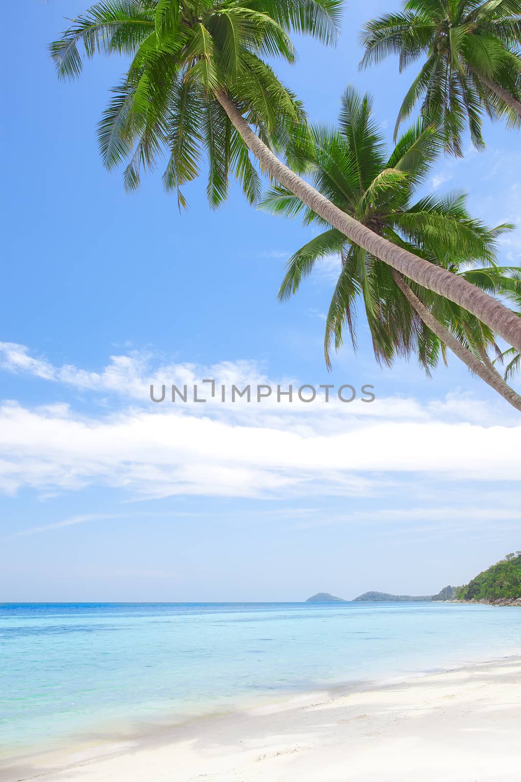 View of nice tropical  beach  with some palms