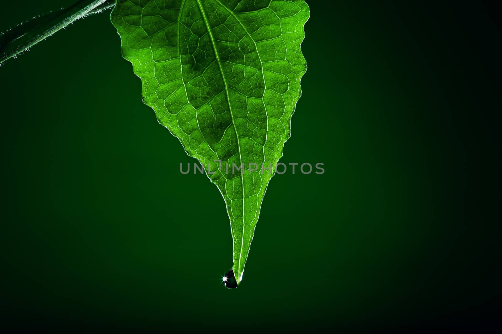 close up view of nice fresh leaf on green back