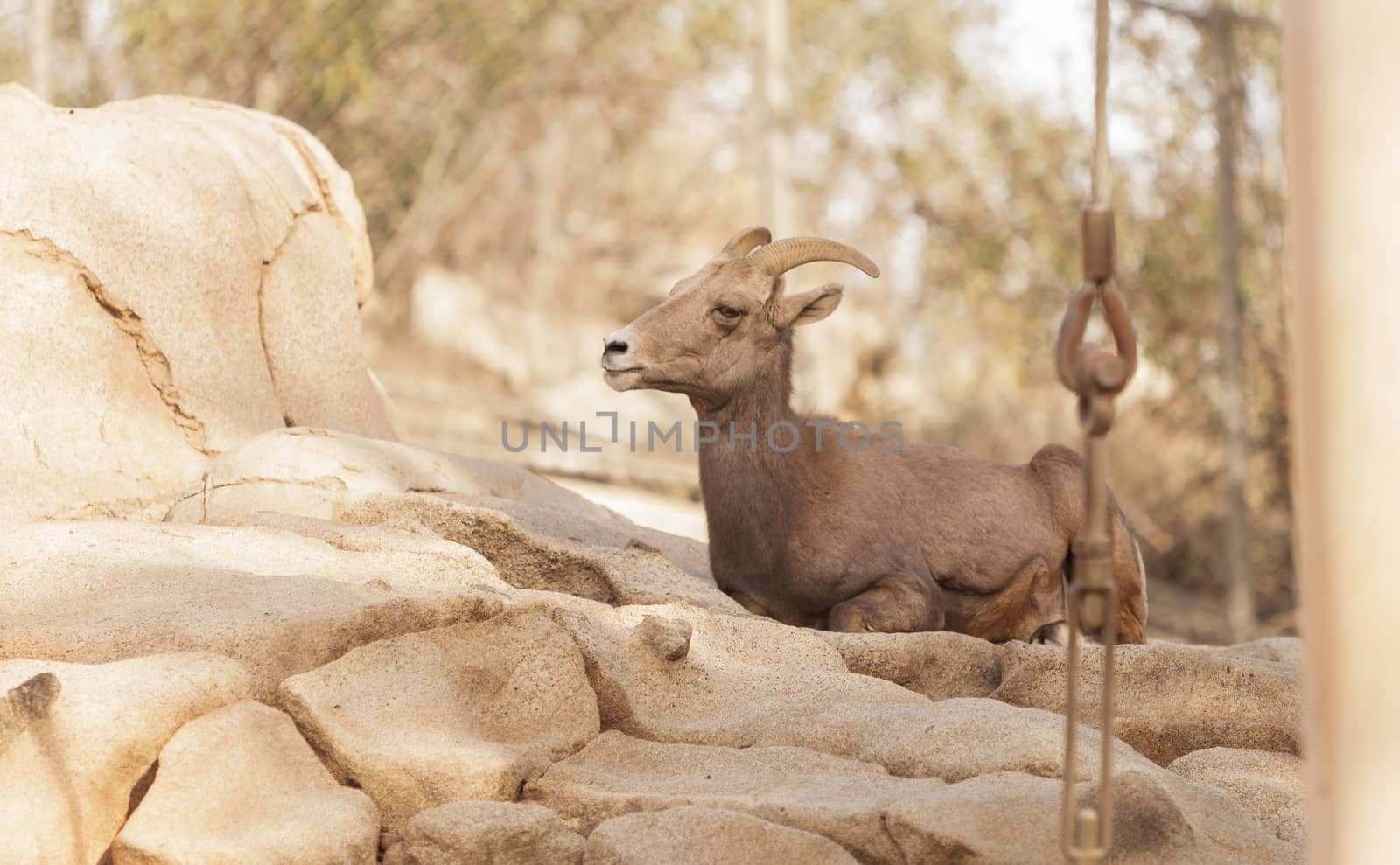 Desert Bighorn sheep by steffstarr