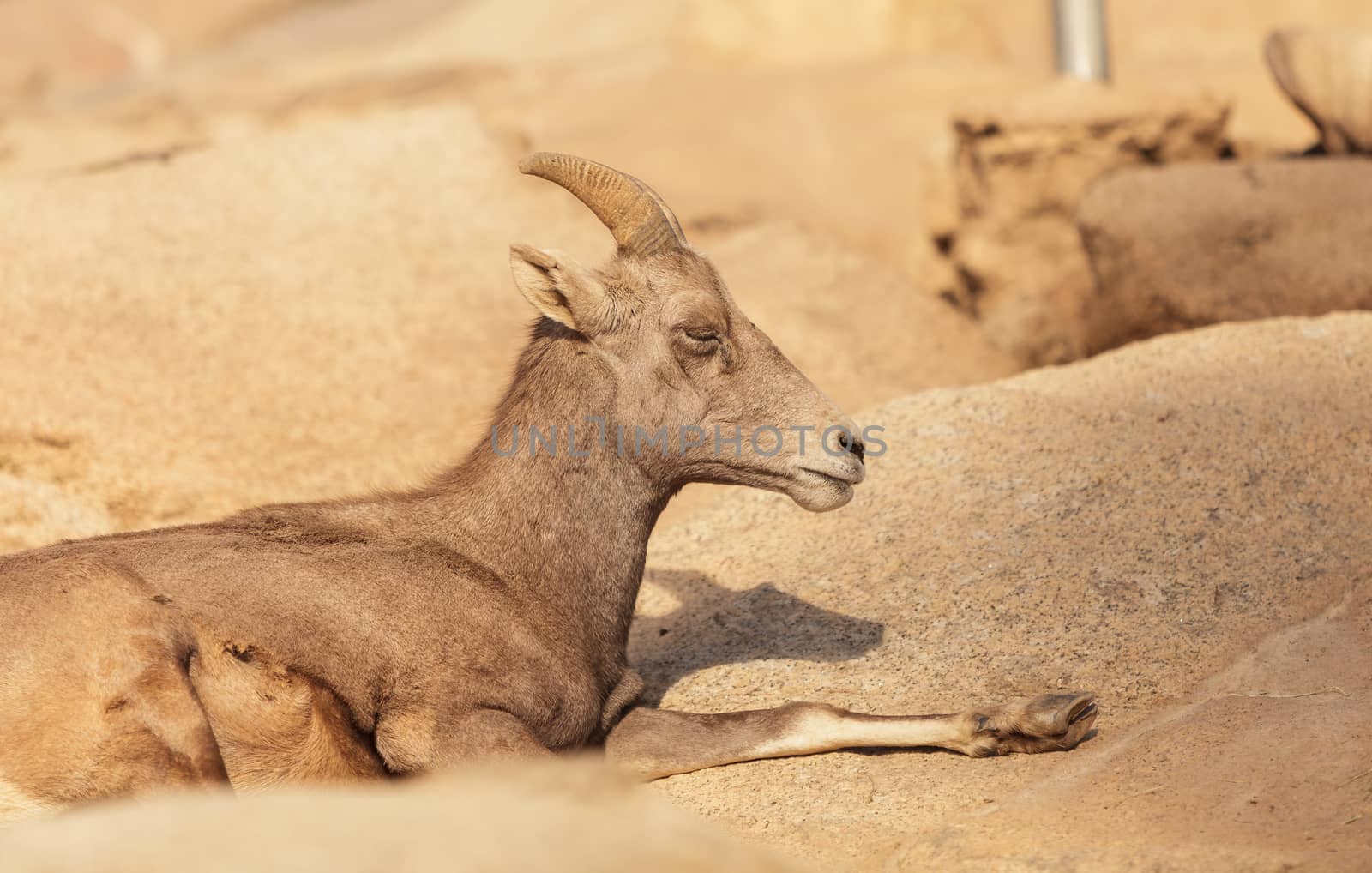 Desert Bighorn sheep, Ovis canadensis, in the desert in California, United States and in parts of Mexico in the mountains.