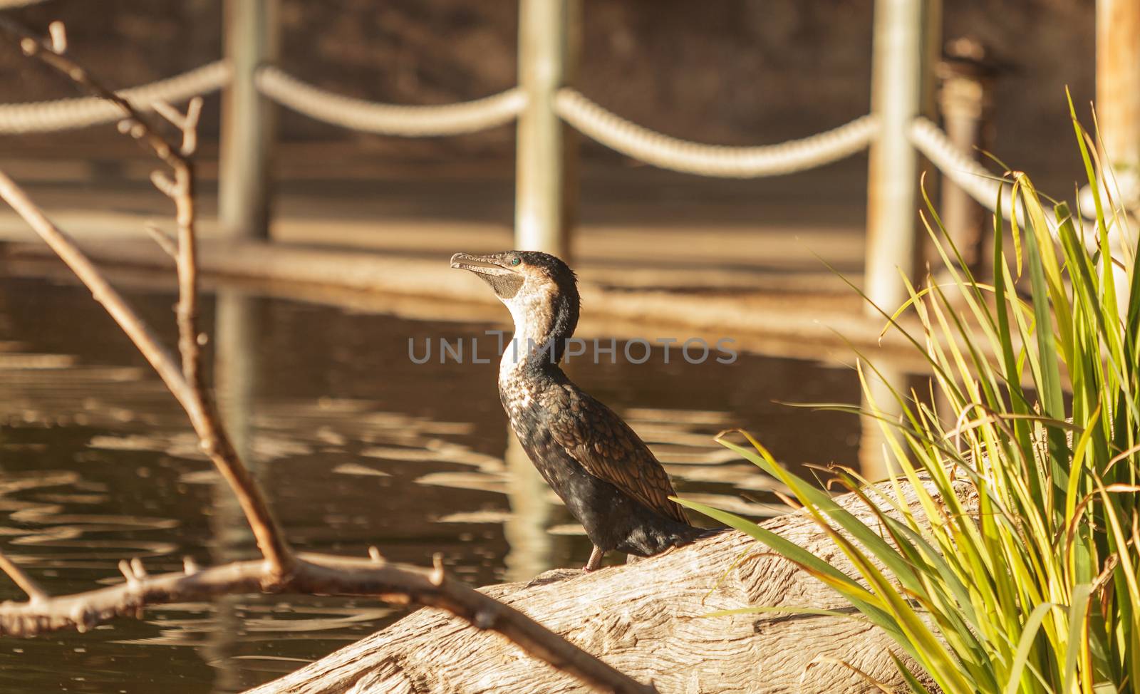 Double-crested Cormorant by steffstarr