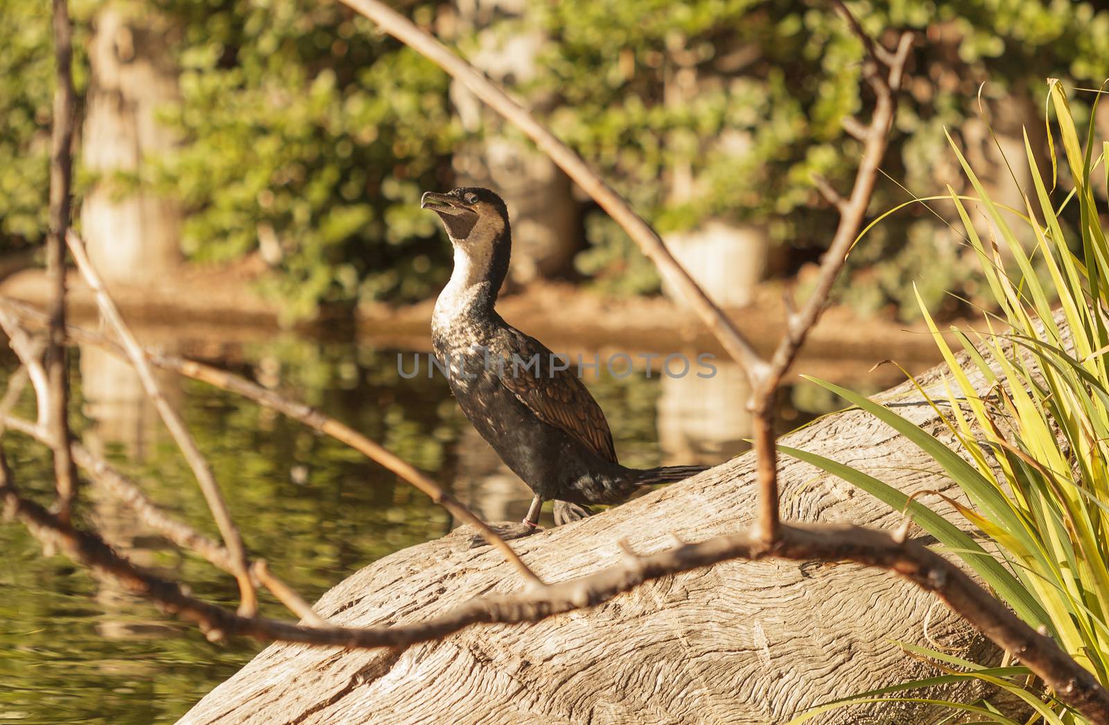 Double-crested Cormorant by steffstarr