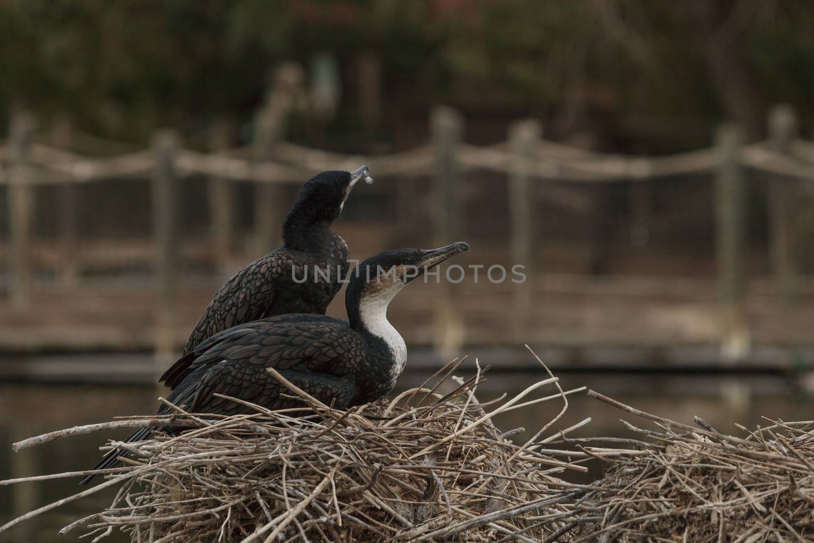 Double-crested Cormorant, Phalacrocorax auritus, is a black fishing bird found in lakes and rivers in North America