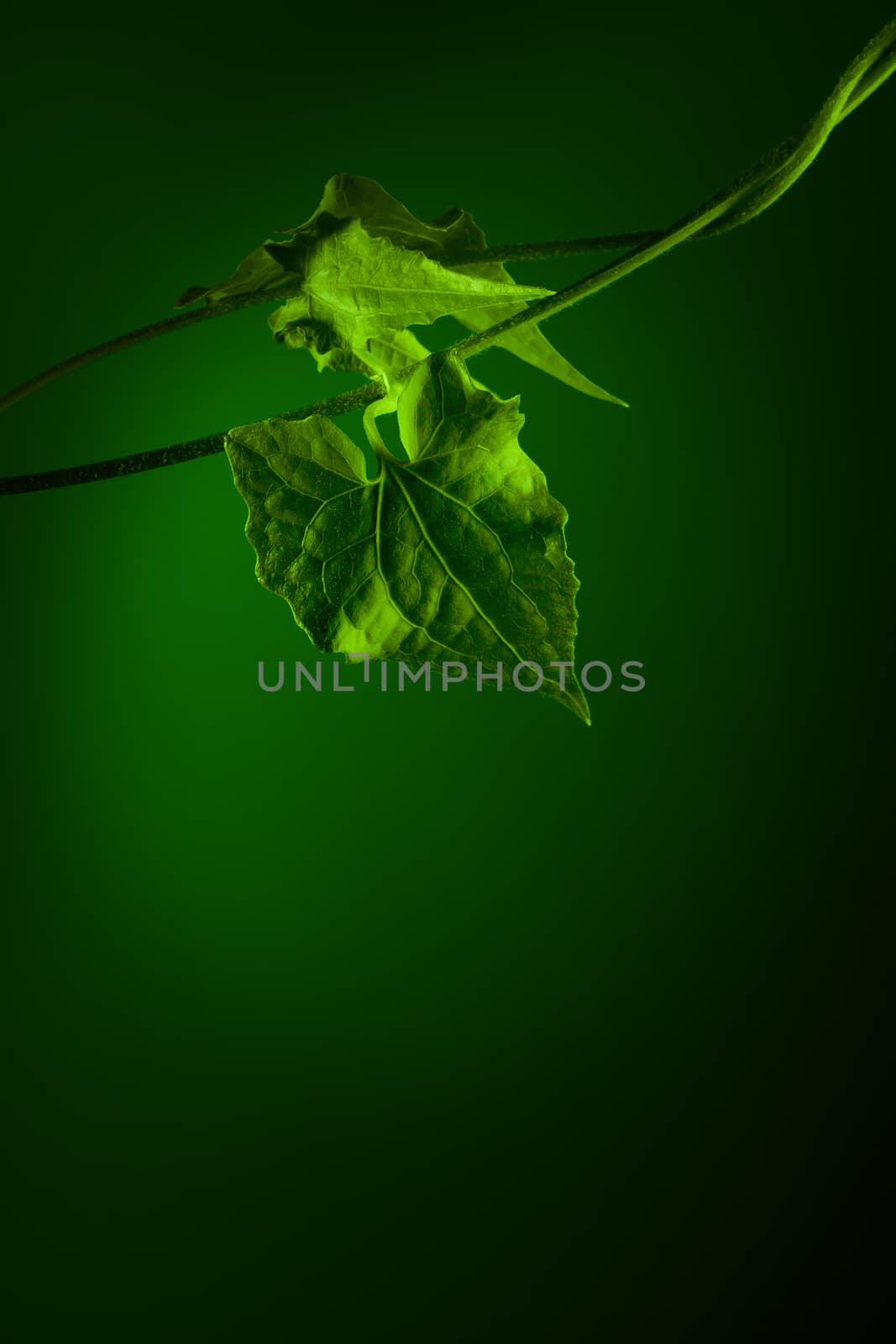 close up view of nice fresh leaf on green back