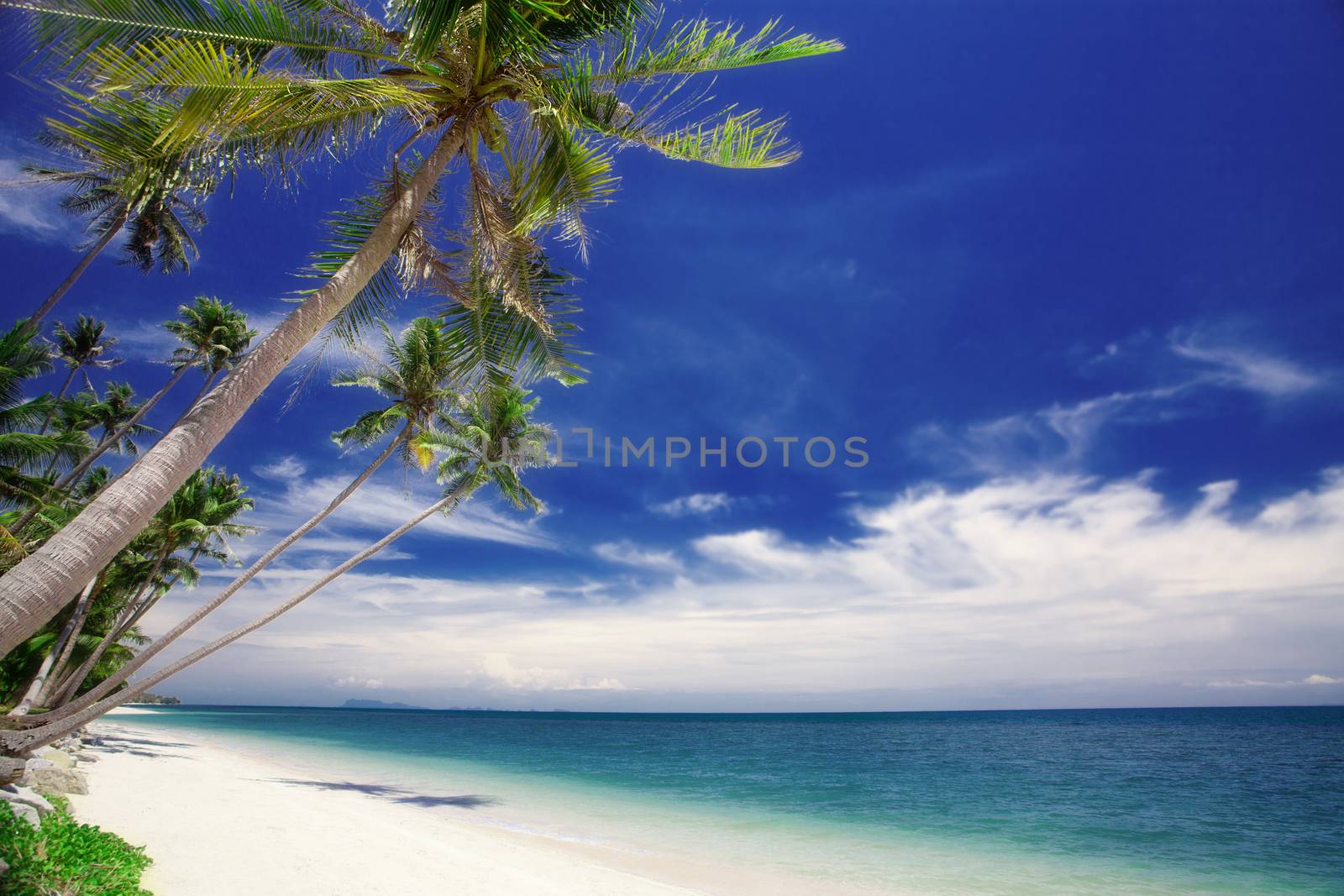 View of nice tropical  beach  with some palms