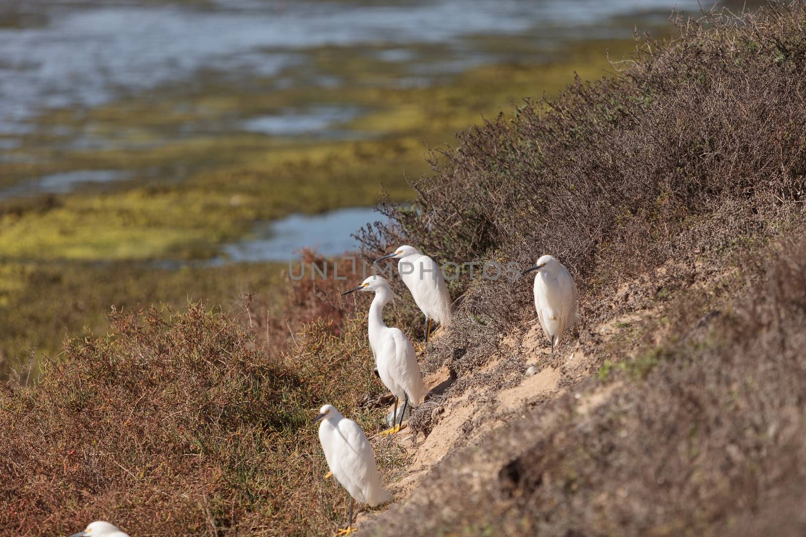 Snowy Egret, Egretta thula, bird forages in a marsh in Huntington Beach, Southern California, United States