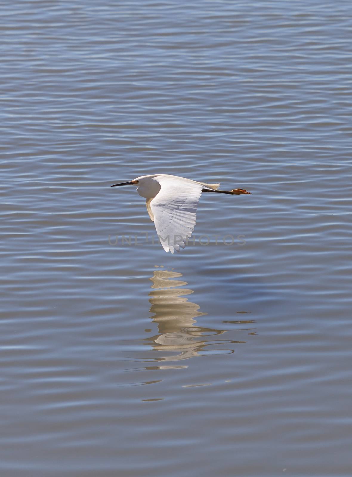 Great egret bird by steffstarr