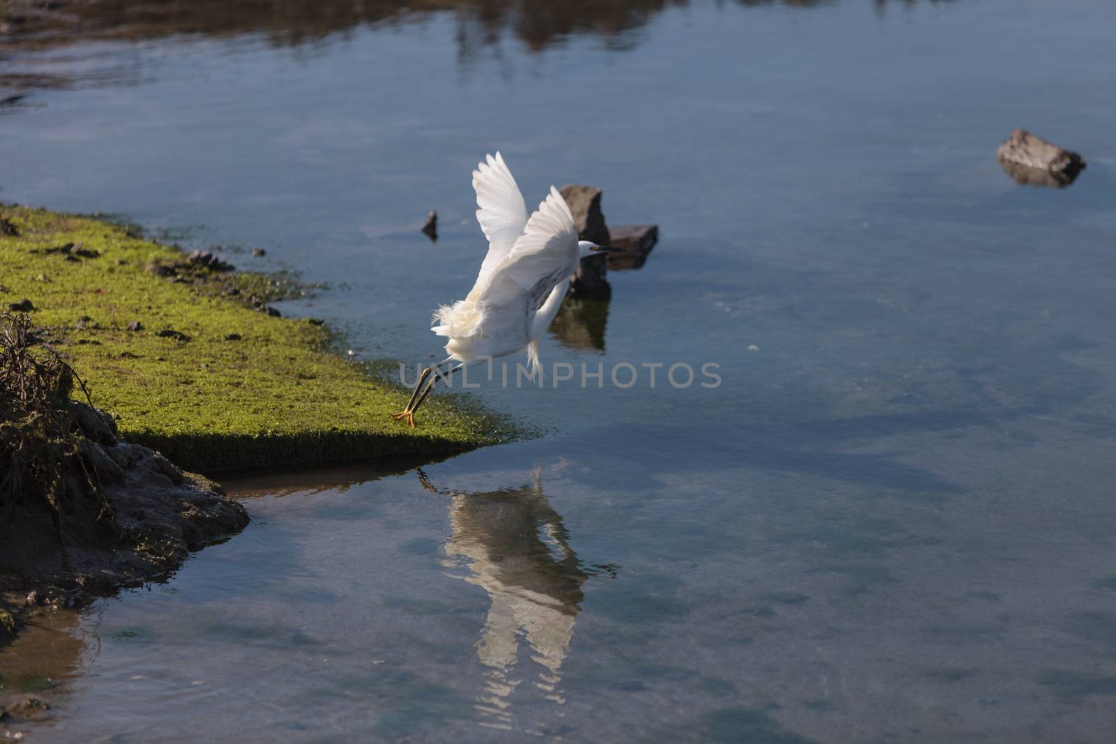 Snowy Egret, Egretta thula, bird by steffstarr