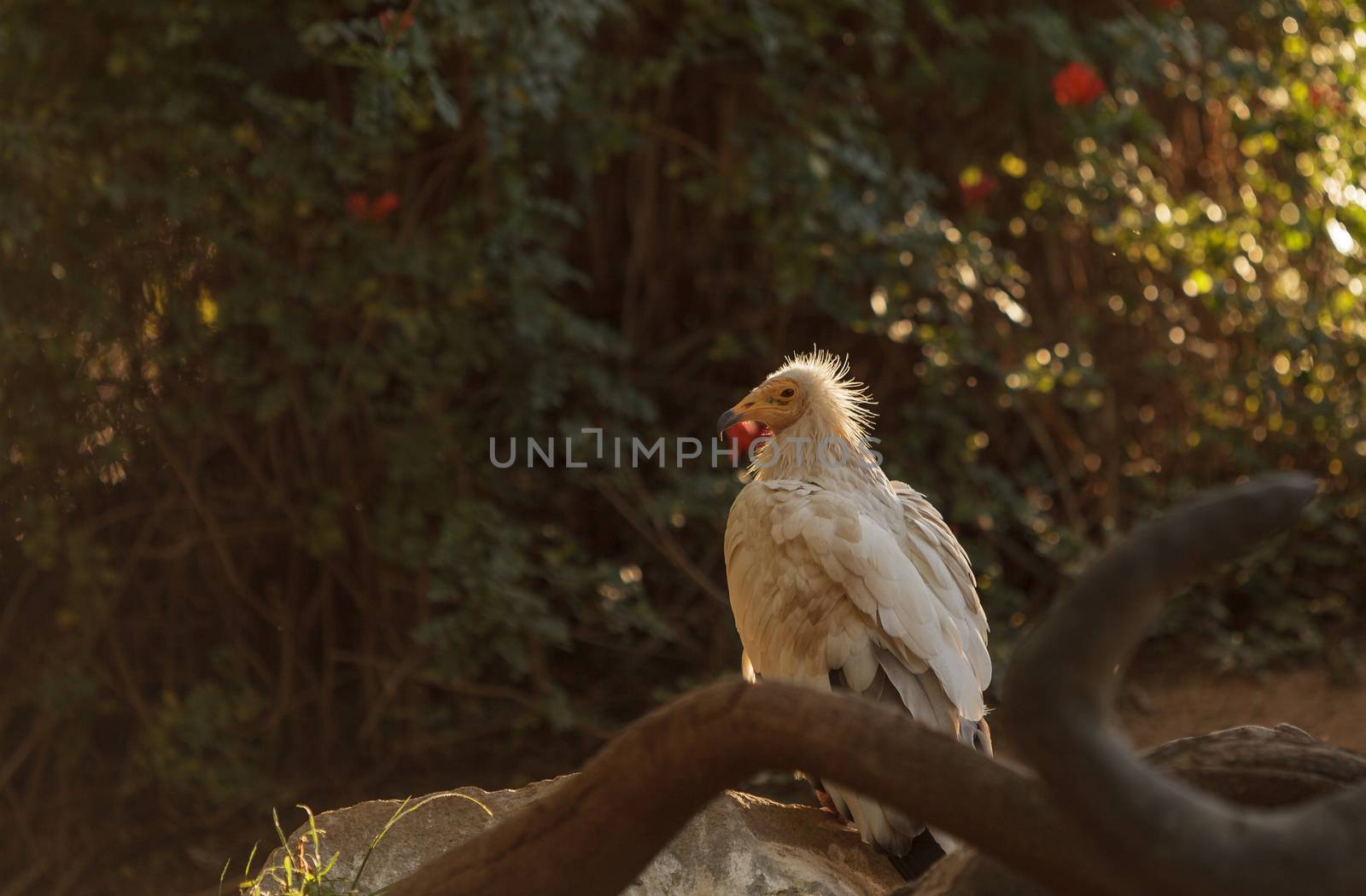 Egyptian vulture, Neophron percnopterus, is also known as the pharaoh’s chicken and the white scavenger vulture. This bird is a carnivore found in dry climates.