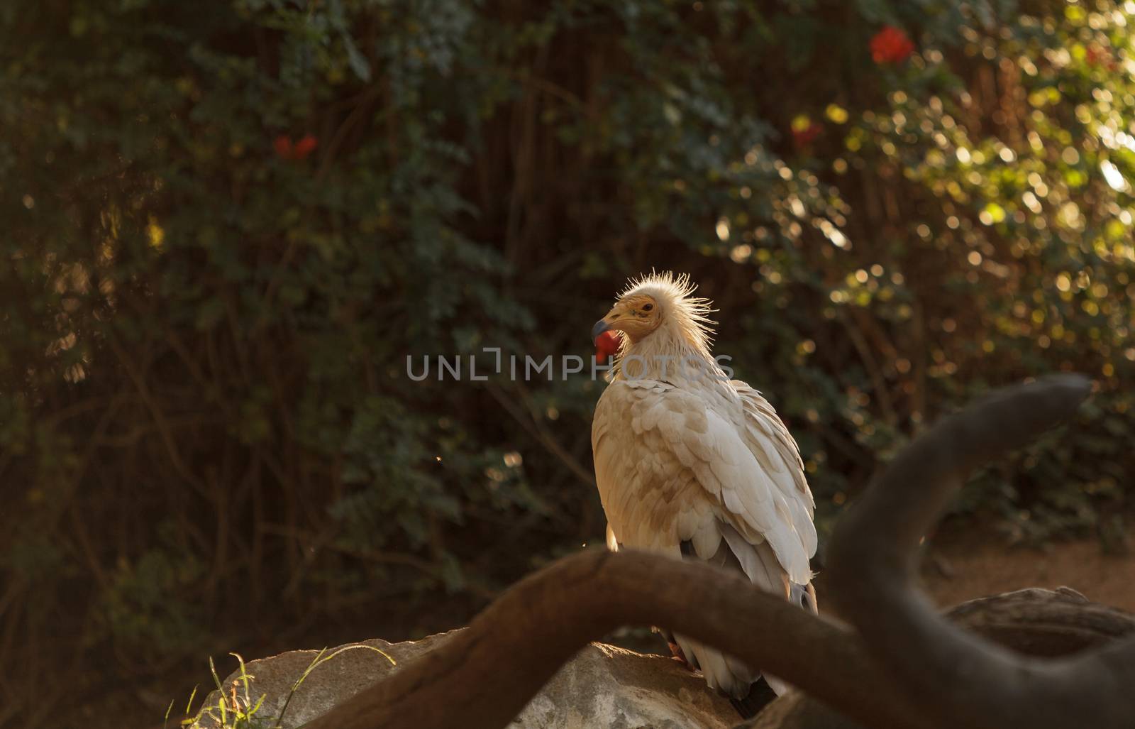 Egyptian vulture, Neophron percnopterus, is also known as the pharaoh’s chicken and the white scavenger vulture. This bird is a carnivore found in dry climates.