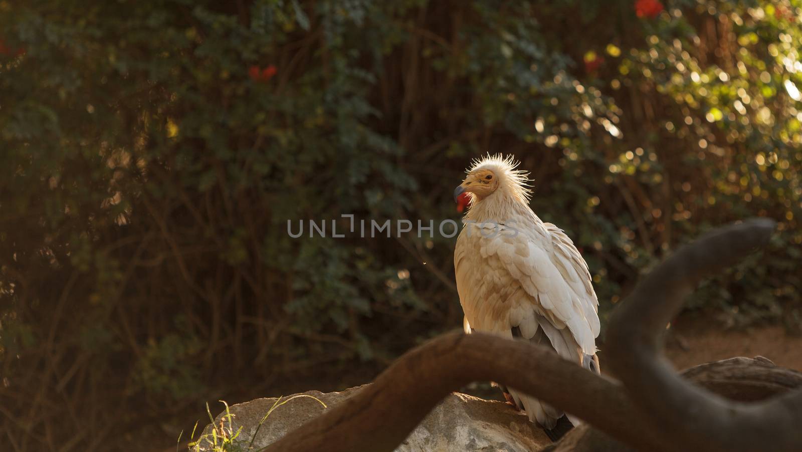 Egyptian vulture, Neophron percnopterus by steffstarr