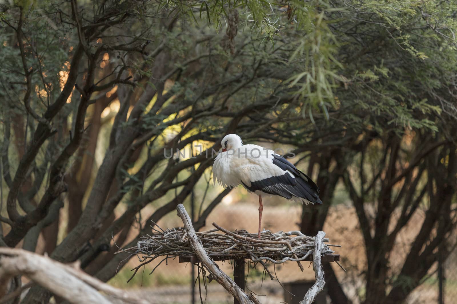 European White stork, Ciconia ciconia, is a bird found in Africa and the Indian subcontinent.