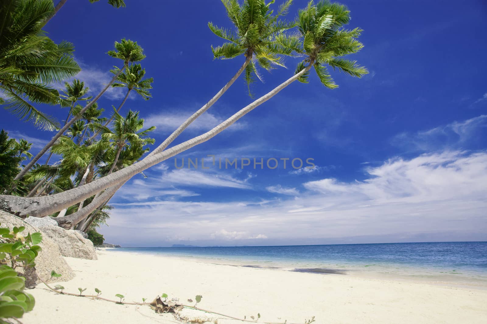 View of nice tropical  beach  with some palms around