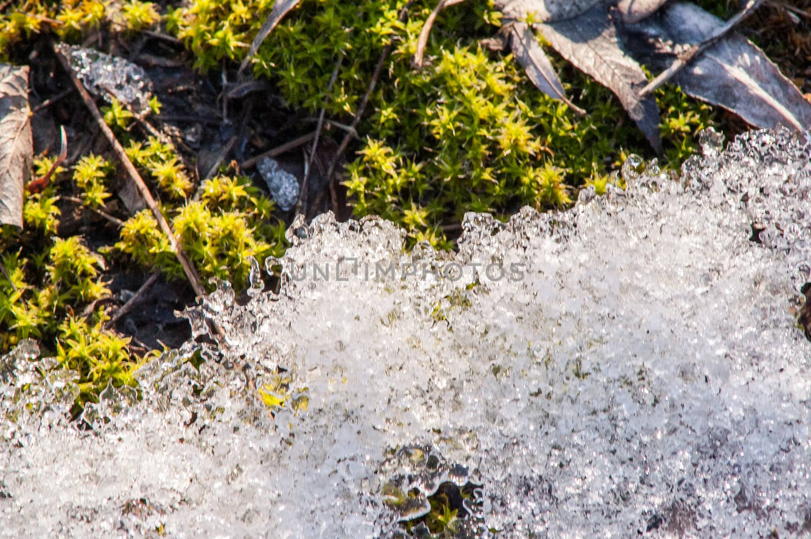 moss and ice on the river in the spring