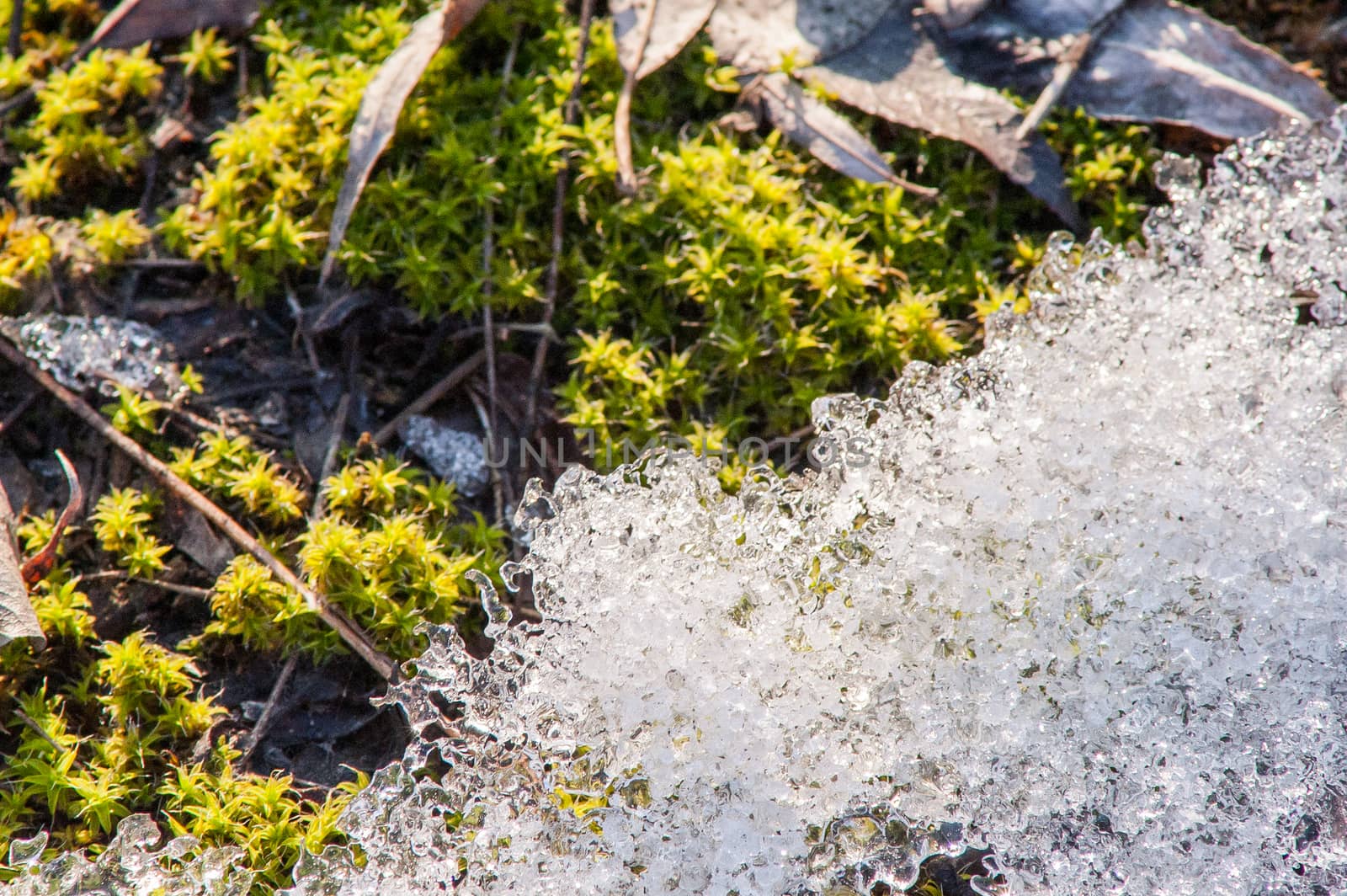 moss and ice on the river in the spring