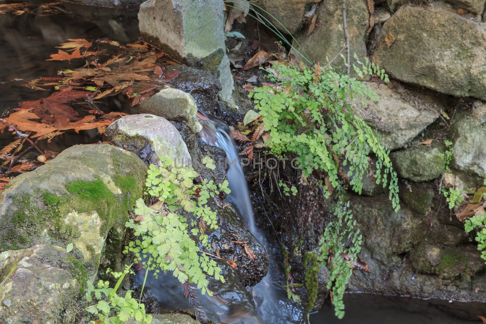 Ferndell hiking trail with ferns, small waterfalls and ponds in Los Angeles, California, United States