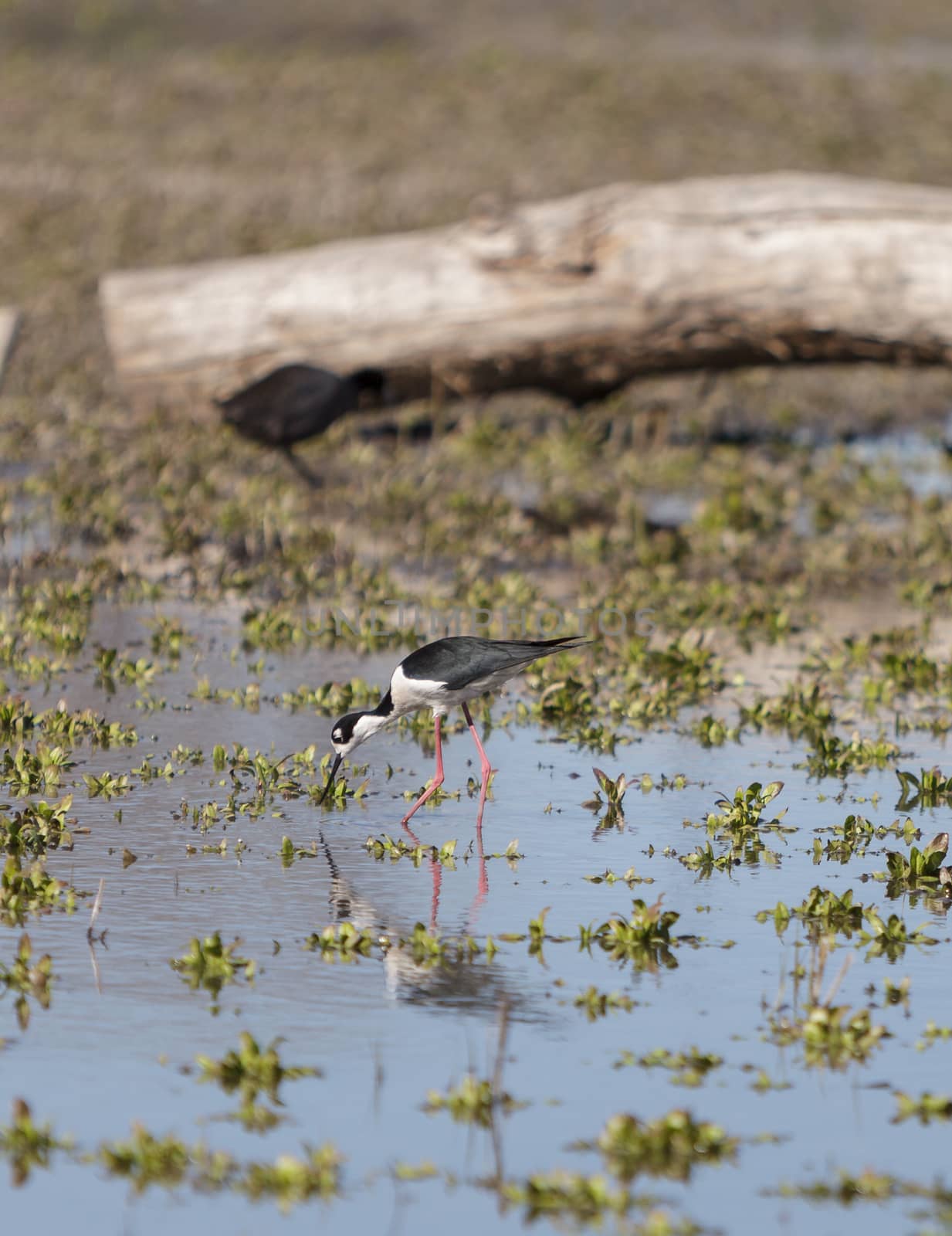 Black-necked stilt by steffstarr