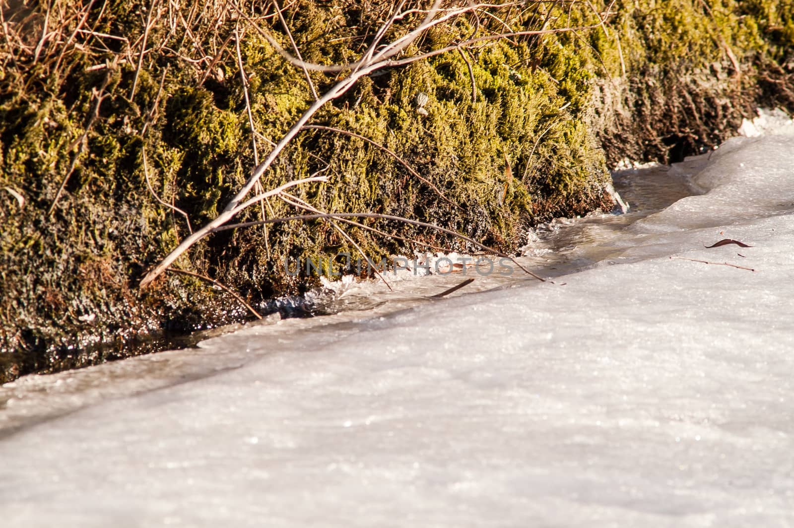 moss and ice on the river in the spring