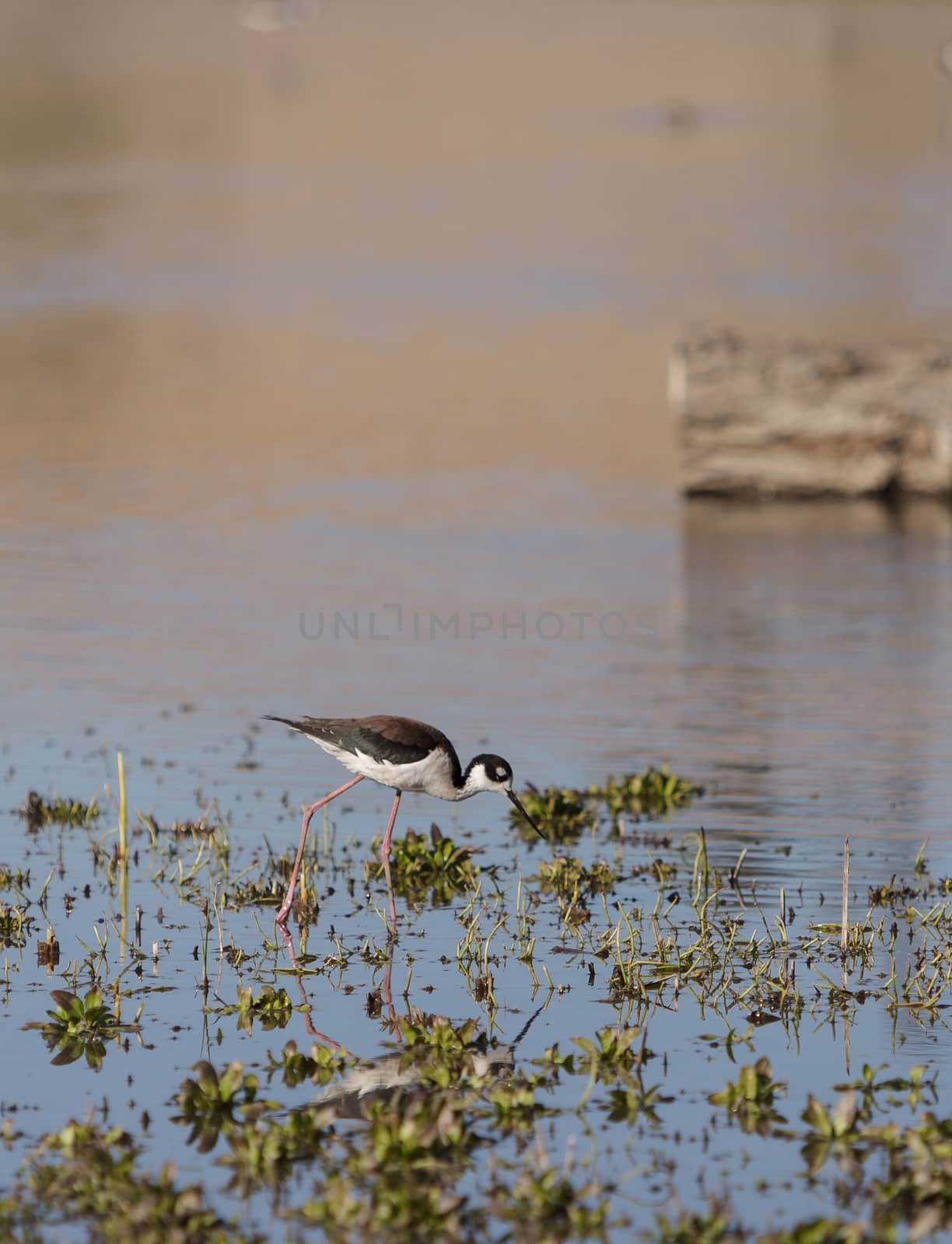 Black-necked stilt, Himantopus mexicanus, shore bird in spring, fishing in a marsh pond in Irvine, California, United States.