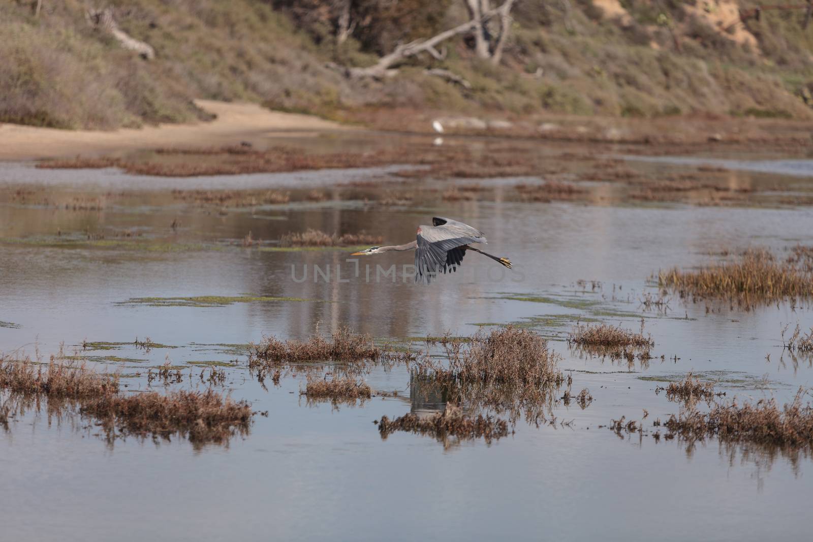 Great blue heron bird, Ardea herodias, in the wild, foraging in a lake in Huntington Beach, California, United States