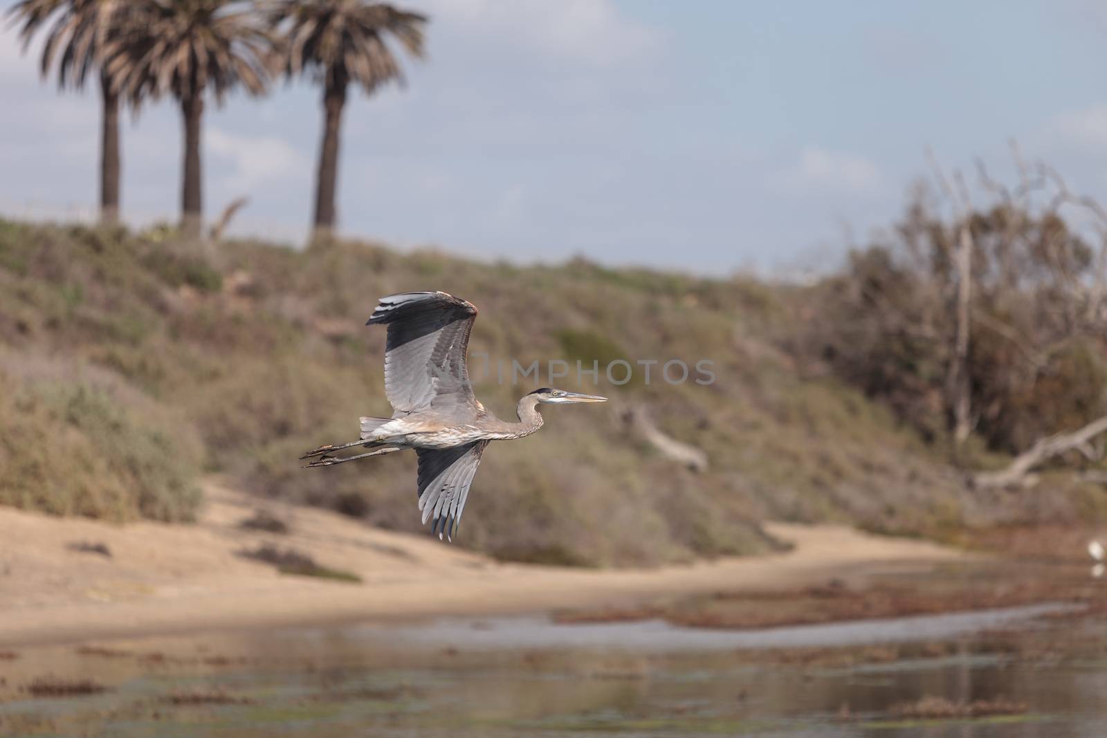 Great blue heron bird, Ardea herodias, in the wild, foraging in a lake in Huntington Beach, California, United States