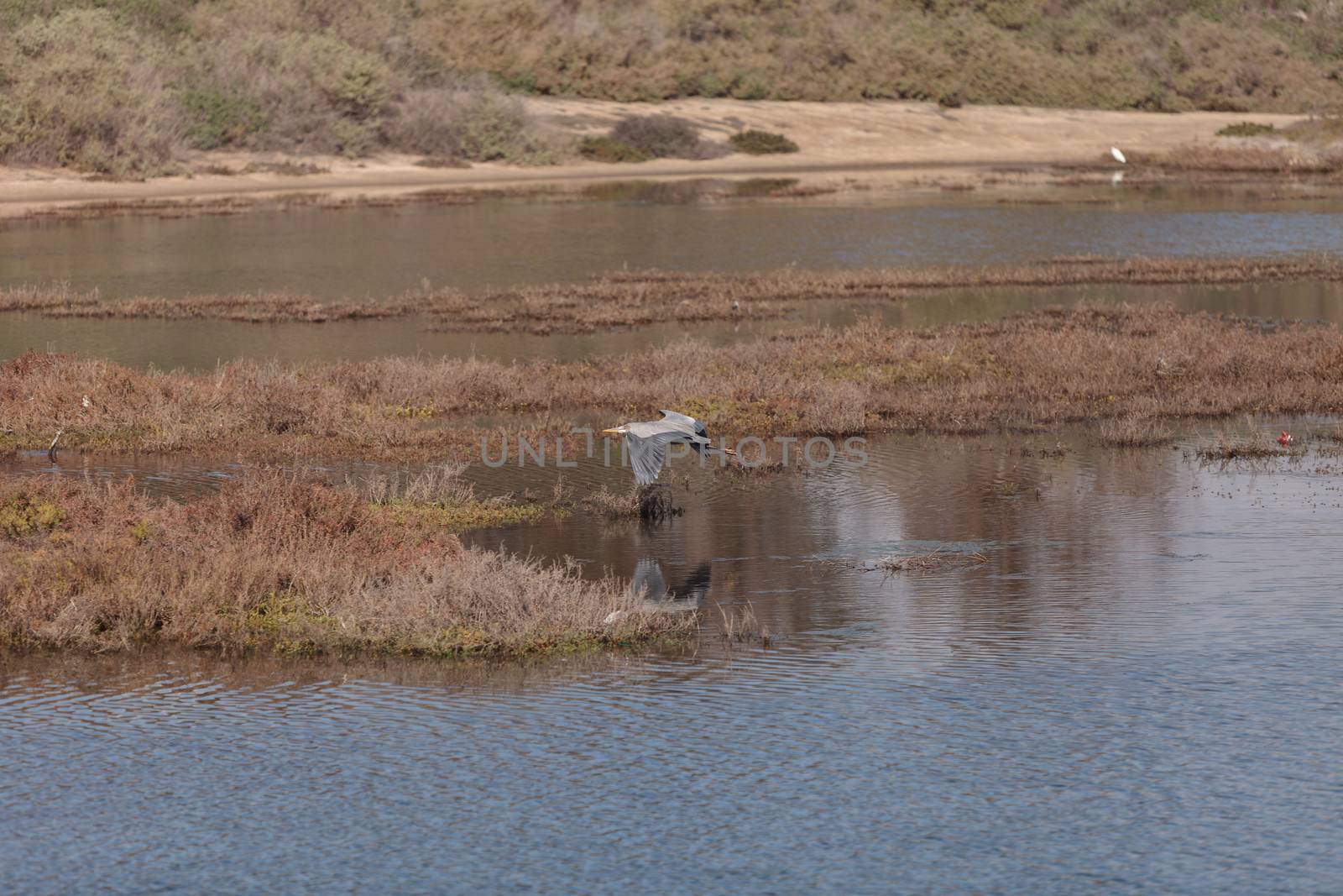 Great blue heron bird, Ardea herodias, in the wild, foraging in a lake in Huntington Beach, California, United States