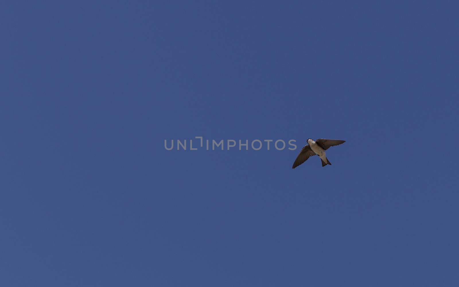 Blue Tree swallow bird, Tachycineta bicolor, flies over the San Joaquin wildlife sanctuary, Southern California, United States