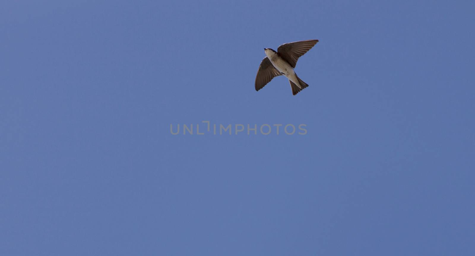 Blue Tree swallow bird, Tachycineta bicolor, flies over the San Joaquin wildlife sanctuary, Southern California, United States