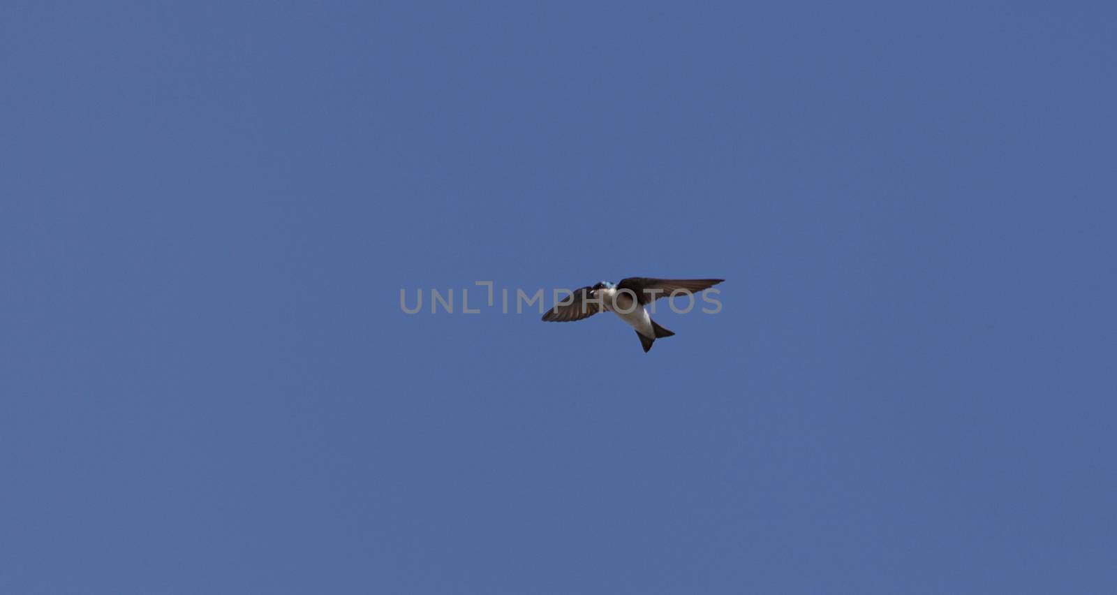 Blue Tree swallow bird, Tachycineta bicolor, flies over the San Joaquin wildlife sanctuary, Southern California, United States