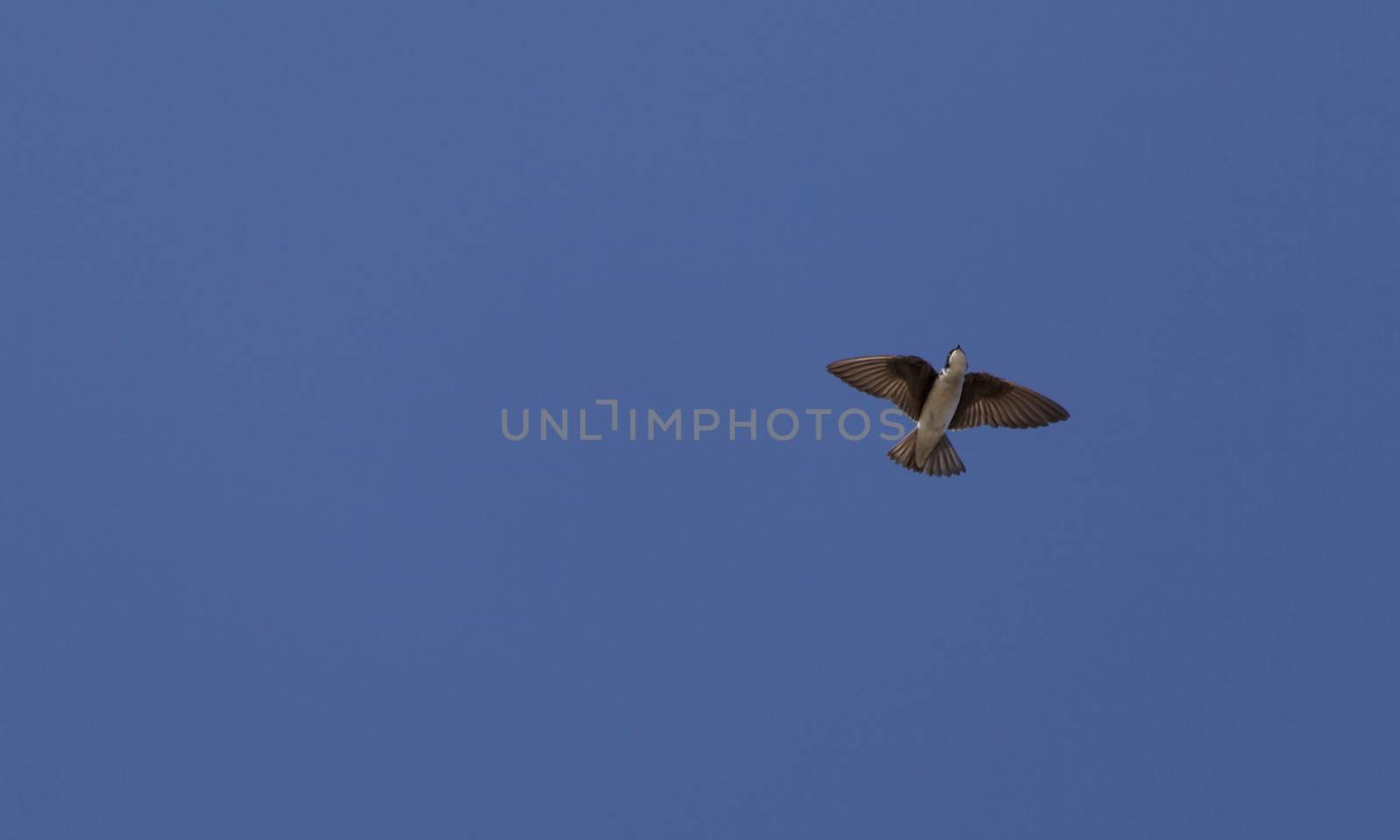 Blue Tree swallow bird, Tachycineta bicolor, flies over the San Joaquin wildlife sanctuary, Southern California, United States