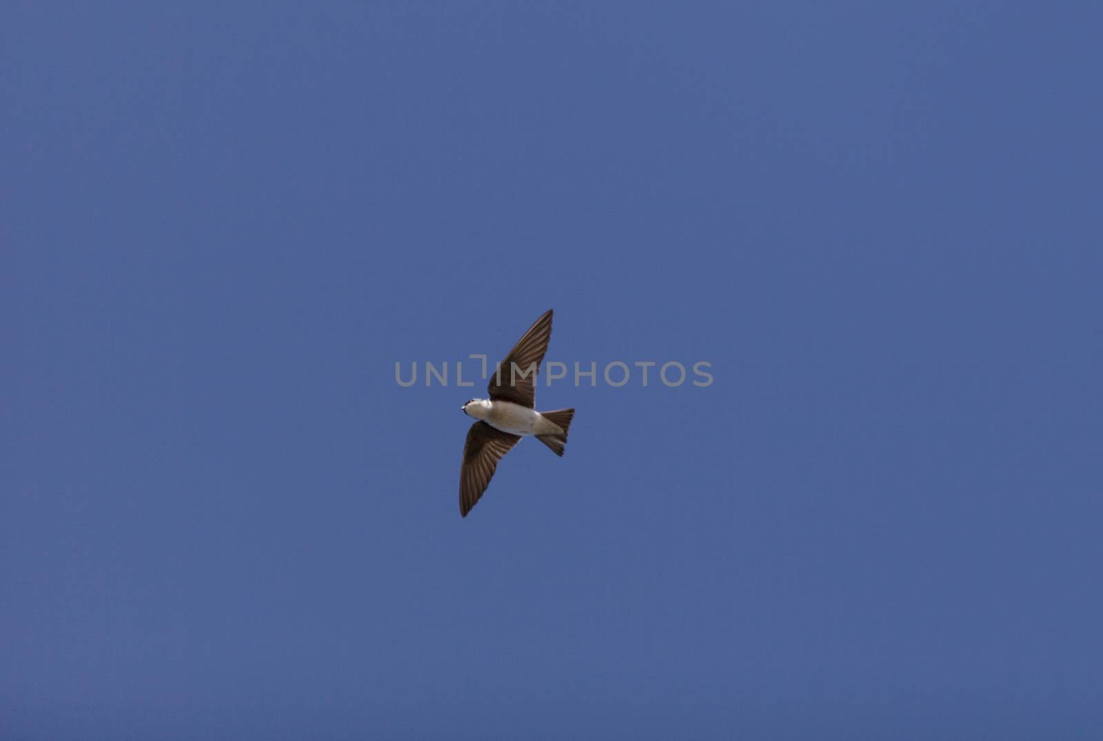 Blue Tree swallow bird, Tachycineta bicolor, flies over the San Joaquin wildlife sanctuary, Southern California, United States