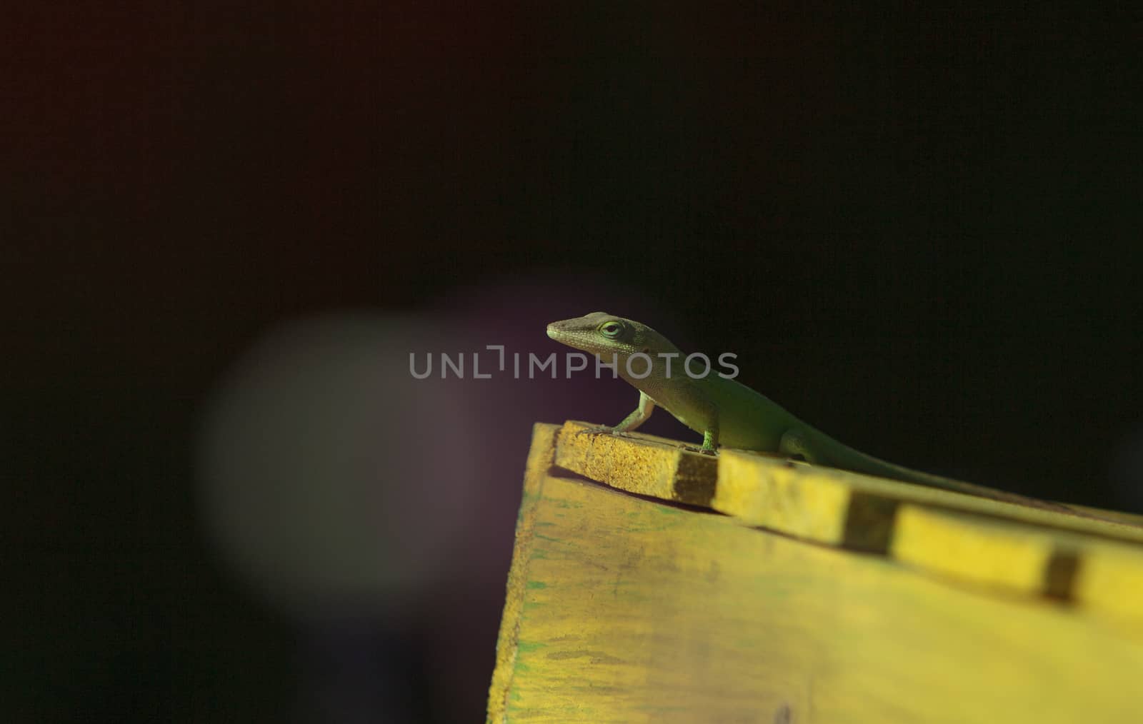 A Green anole, Anolis carolinensis, lizard suns itself on top of a wooden box in a desert landscape in Southern California, United States