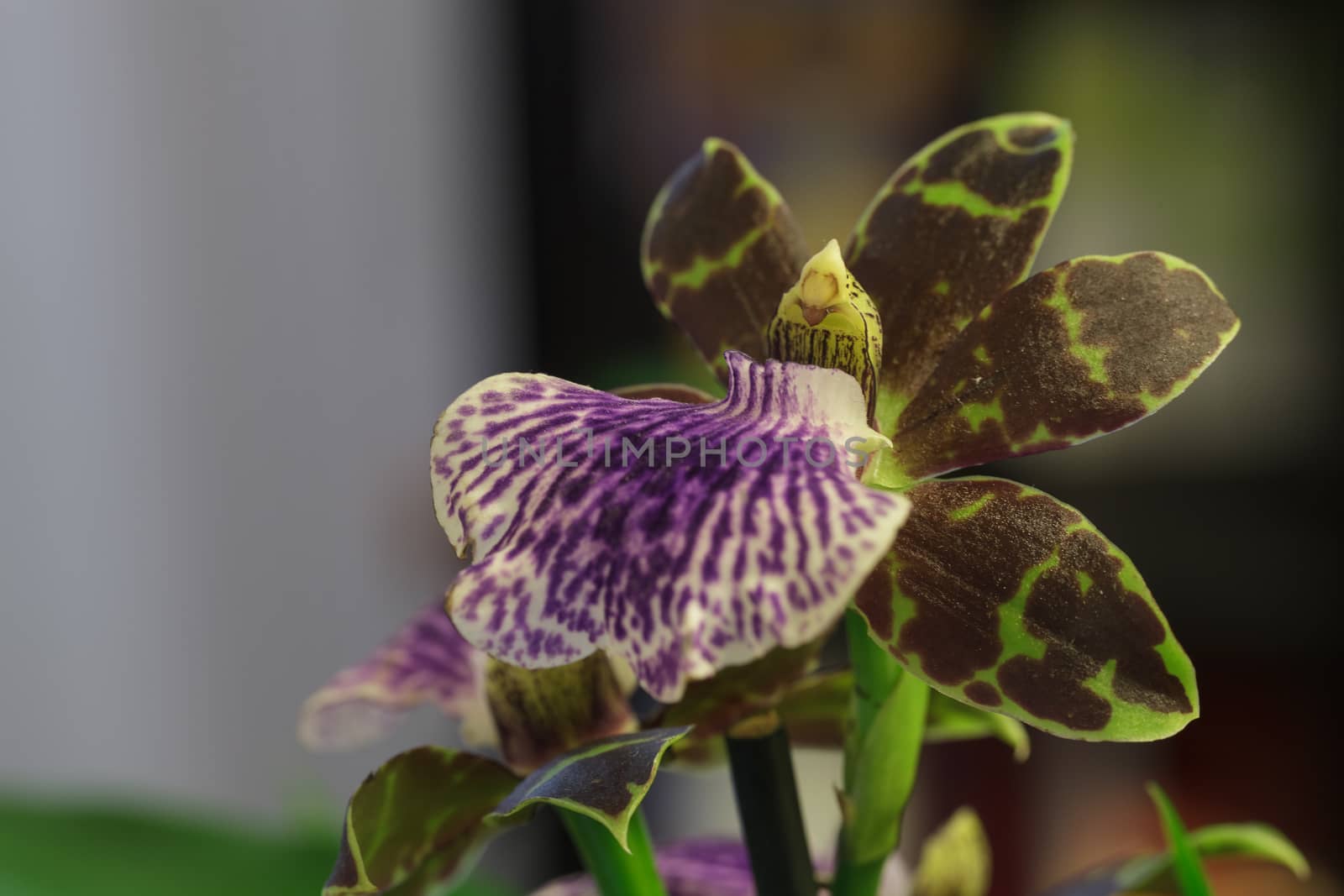 Purple and green orchid, Zygopetalum species,  on a leafy green background