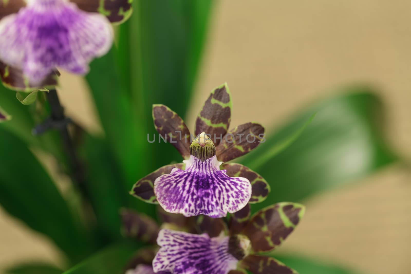 Purple and green orchid, Zygopetalum species by steffstarr