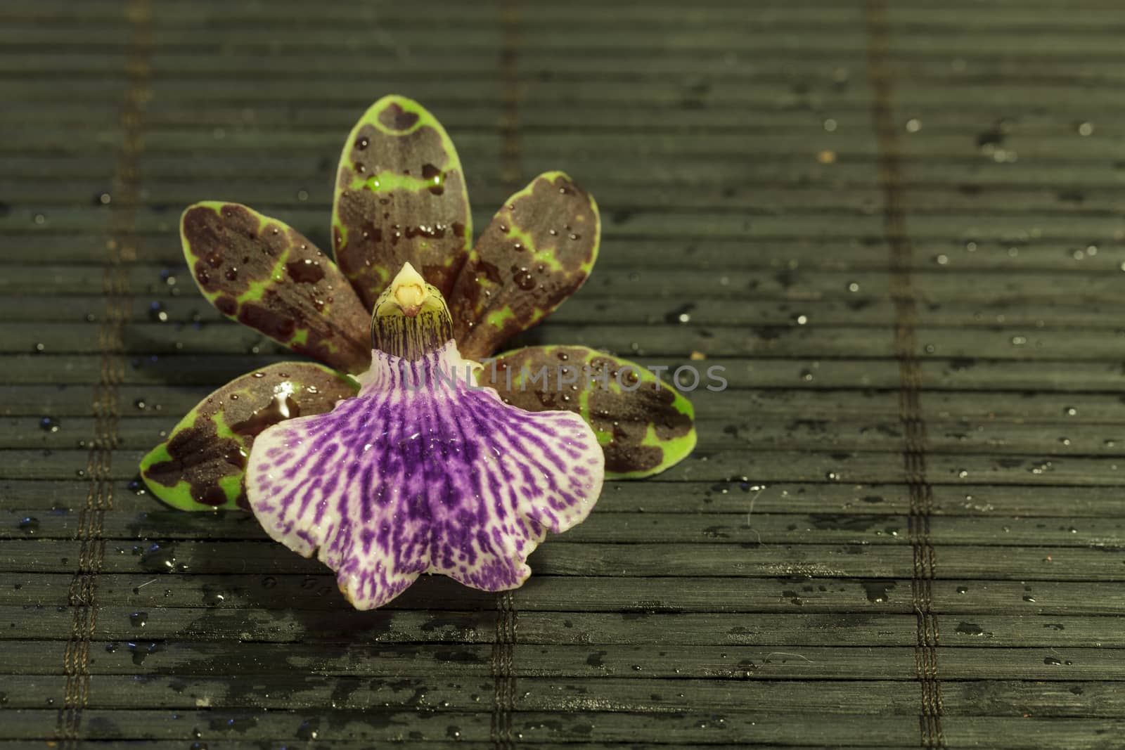 Purple and green orchid, Zygopetalum species by steffstarr