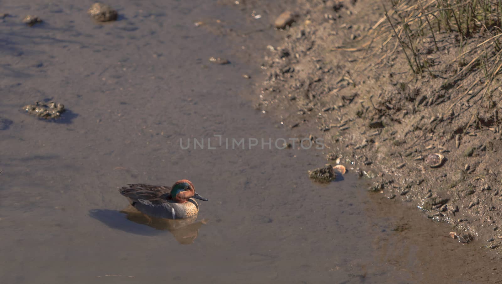 Green winged teal, Anas crecca, a waterfowl bird with a green stripe through its eye, swims in the marsh estuary of Upper Newport Bay in Newport Beach, California, United States