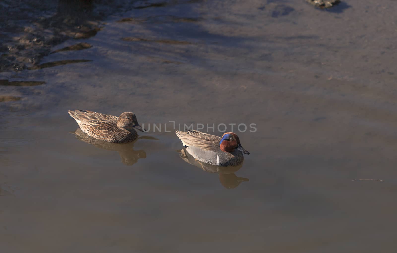 Green winged teal, Anas crecca, a waterfowl bird with a green stripe through its eye, swims in the marsh estuary of Upper Newport Bay in Newport Beach, California, United States