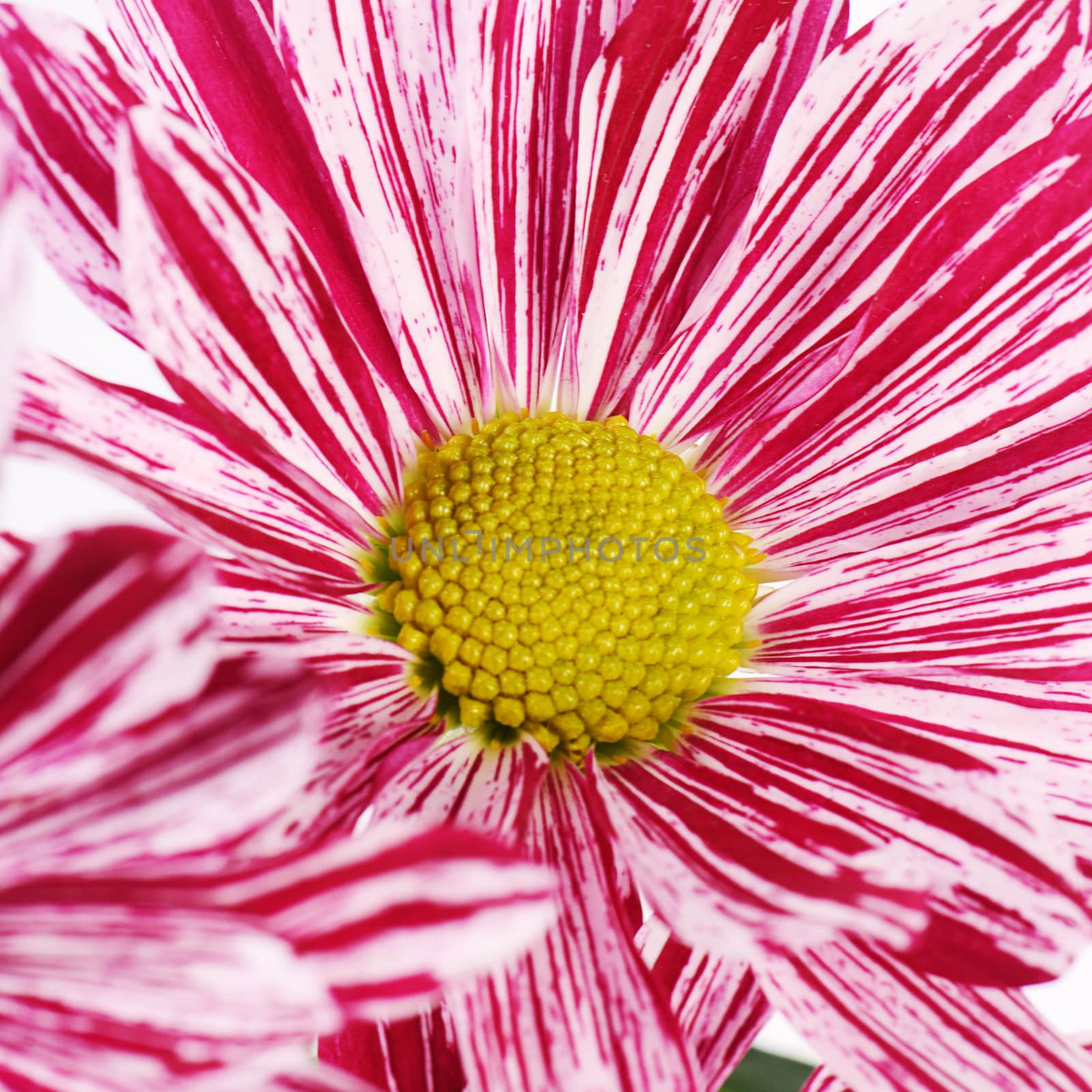 The flower pink chrysanthemums as a  background