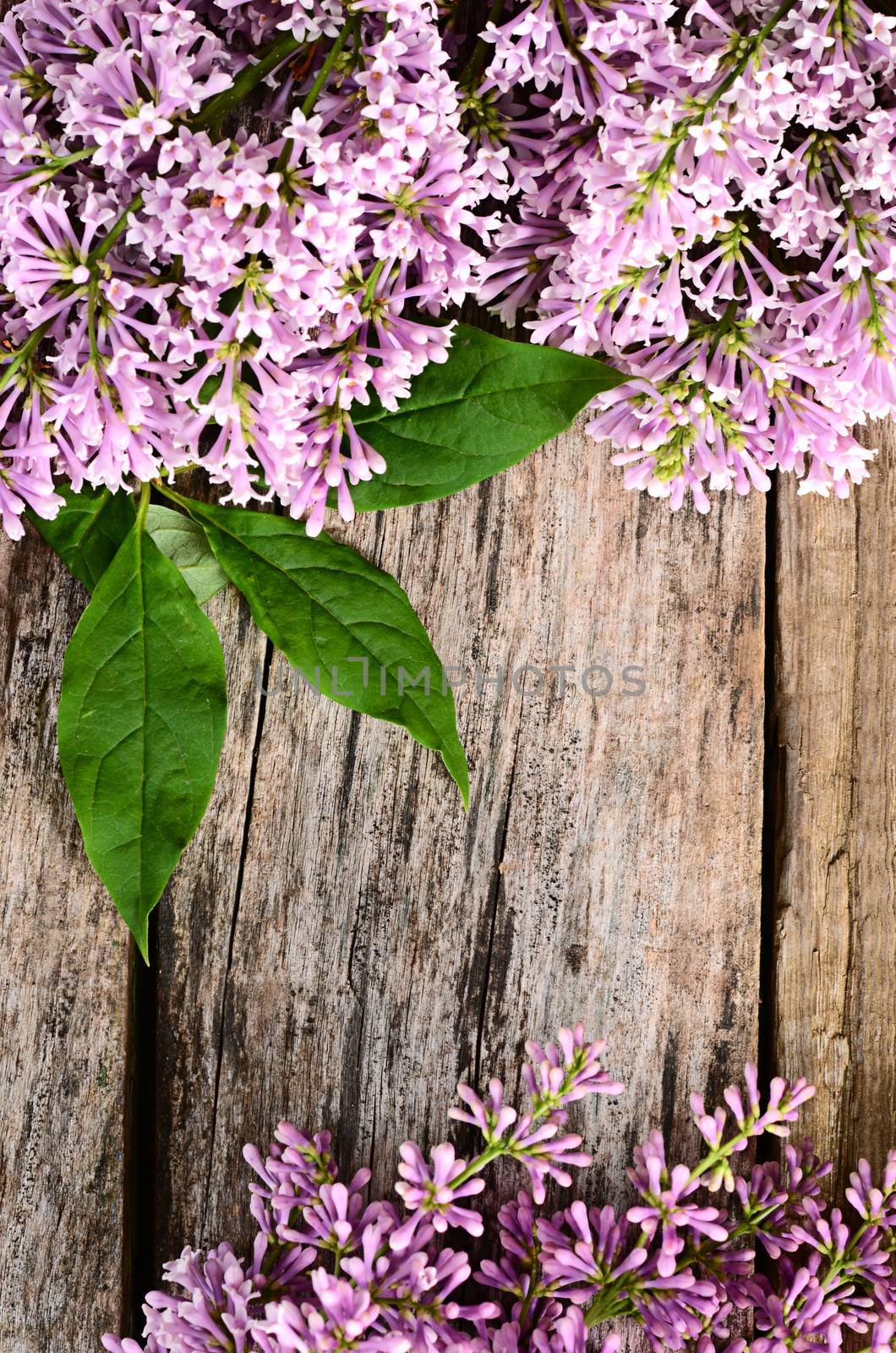The flower pink lilac a wooden background