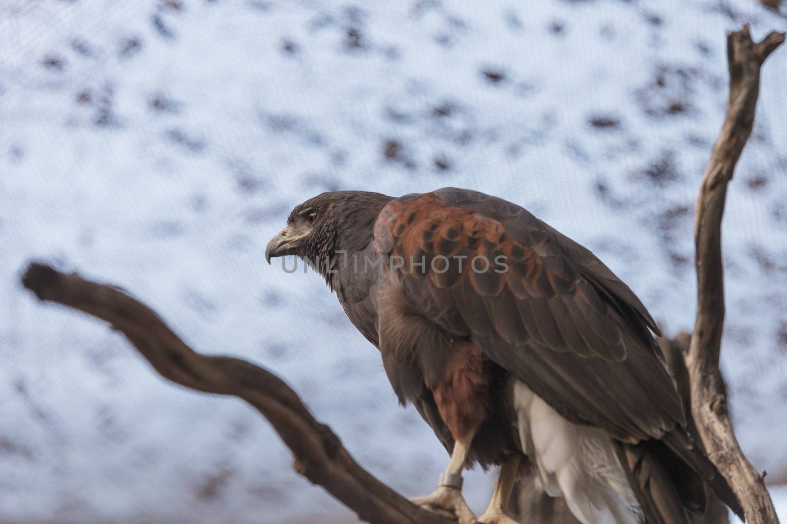 Harris’ Hawk, Parabuteo unicinctus harrisi, is a bird of prey that is also called the bay-winged hawk