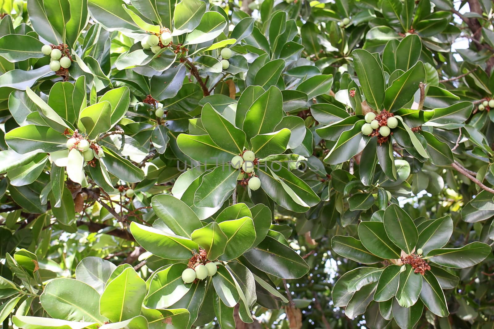 macadamia tree