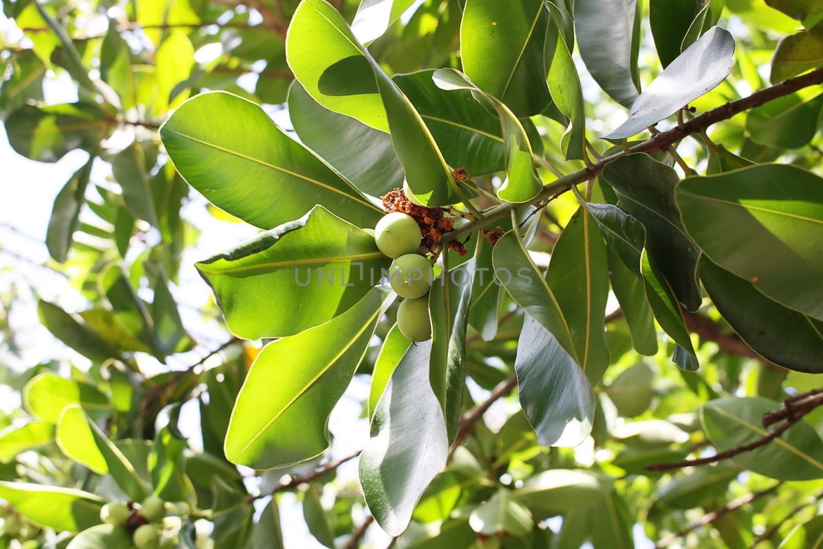 macadamia tree by worrayuth