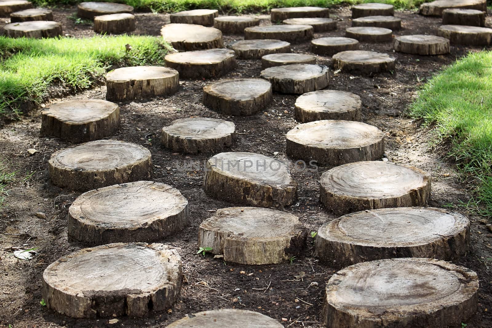 Stump tree plant on the garden by worrayuth