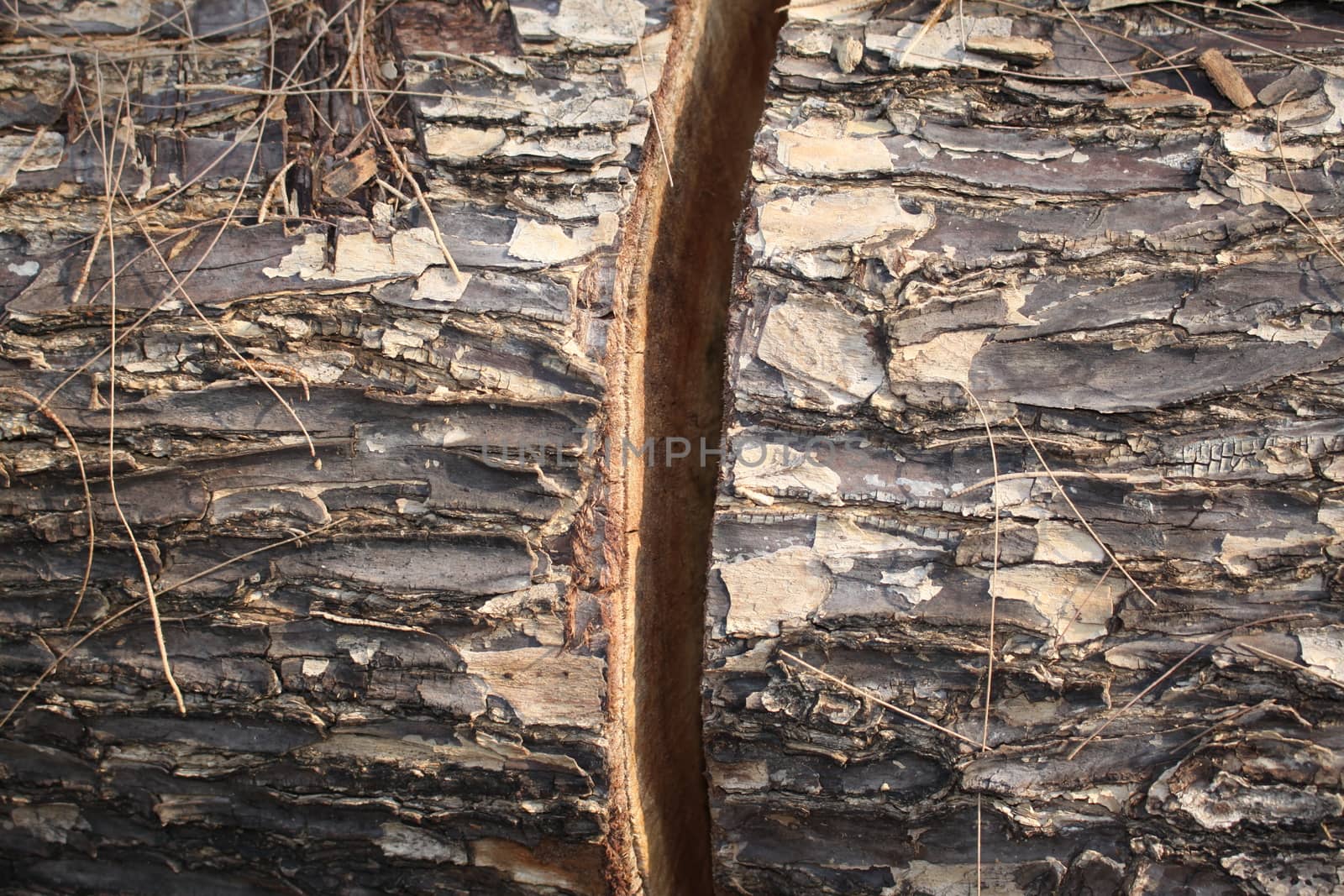 Wood